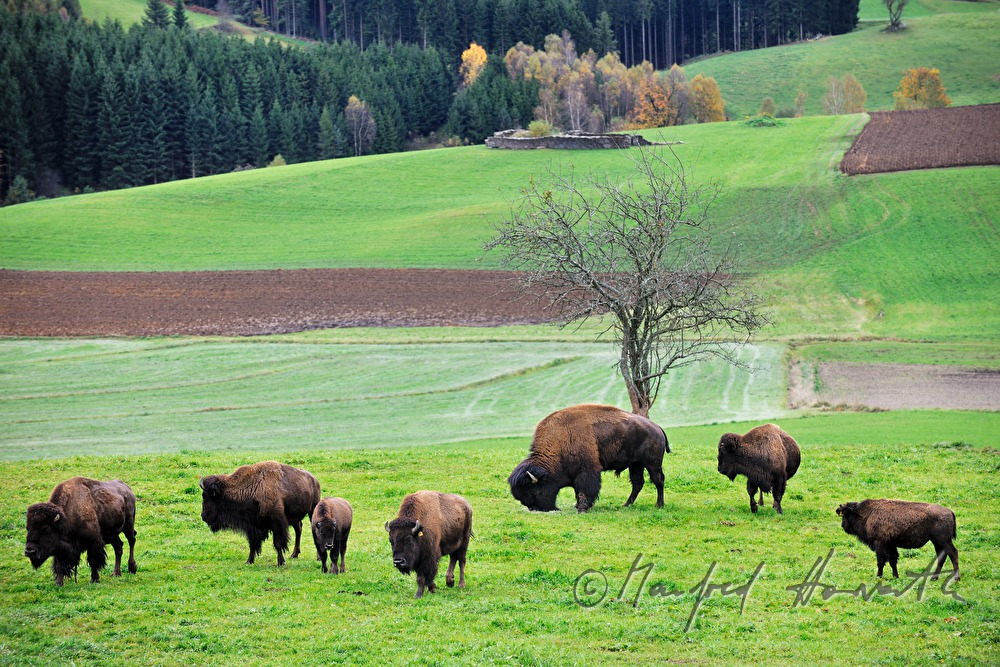 buffalos on the meadow near the forest