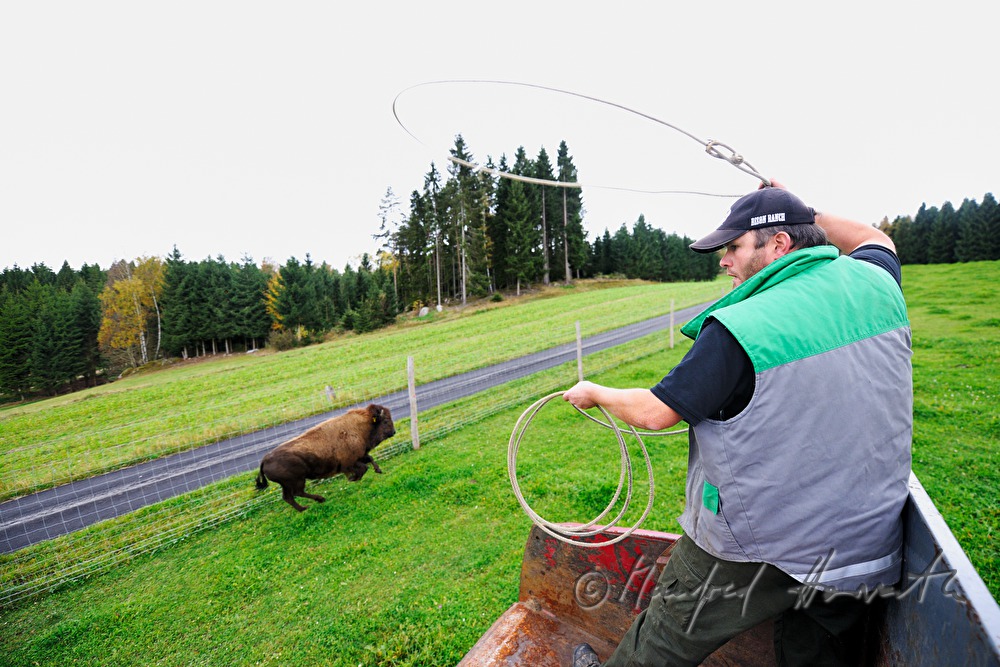 three days old bison calf being caught with a lasso
