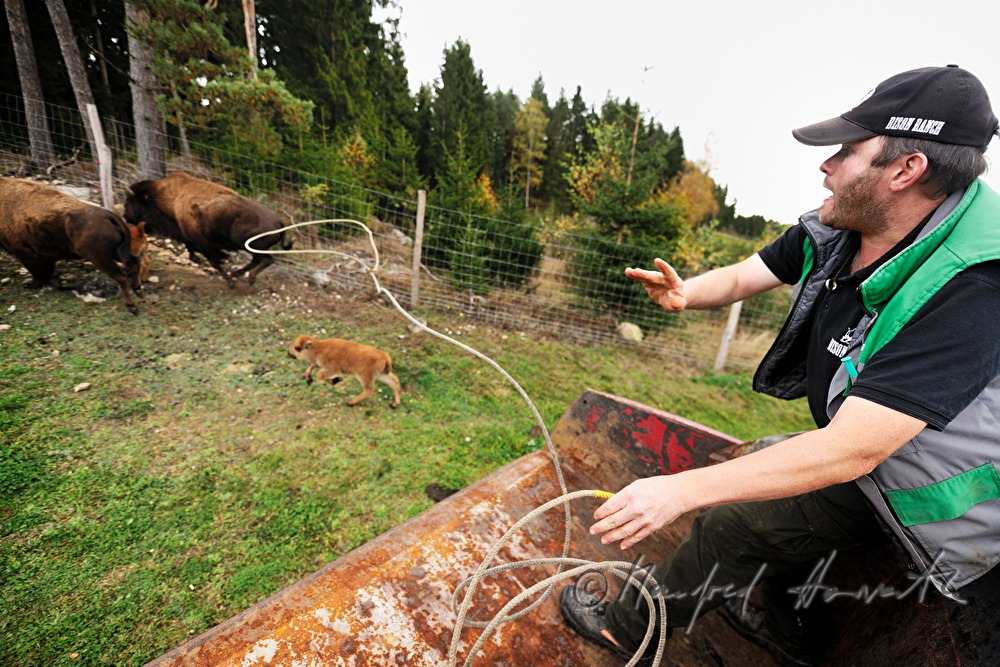 three days old bison calf being caught with a lasso