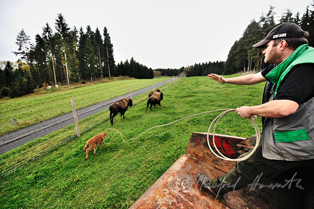 three days old bison calf being caught with a lasso