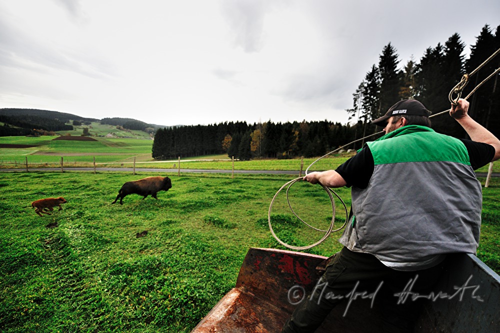 three days old bison calf being caught with a lasso