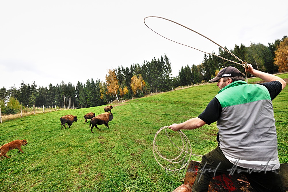 three days old bison calf being caught with a lasso