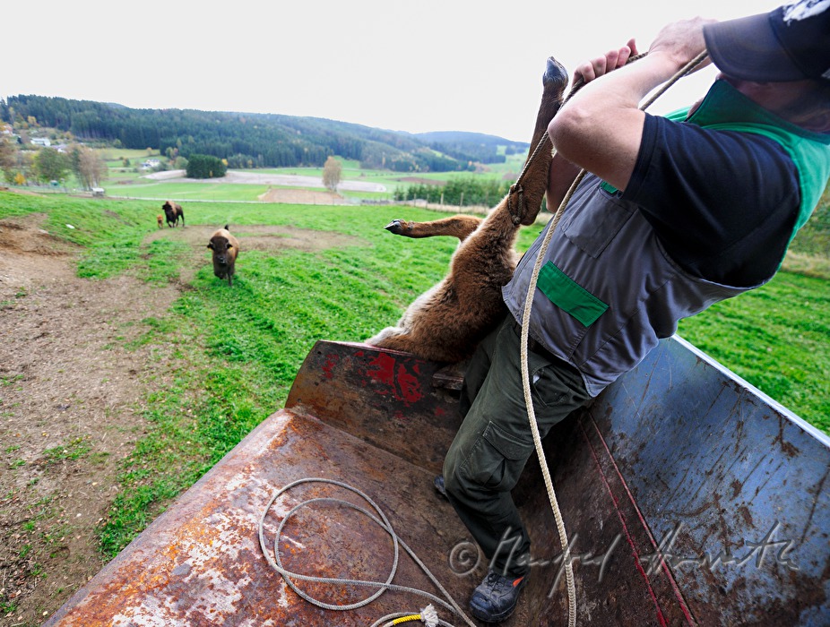 three days old bison calf being caught with a lasso