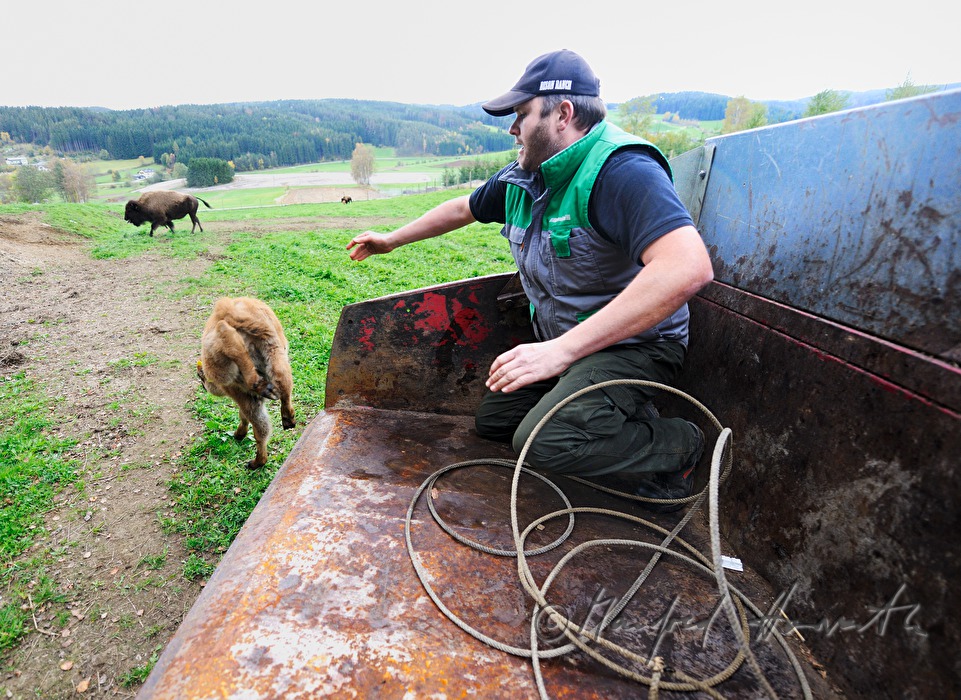 three days old buffalo calf being set free