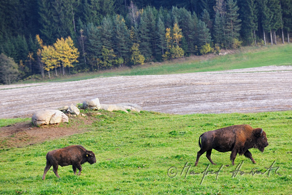 buffalos on the meadow near the forest