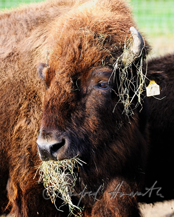 buffalo eats hay from the fodder place