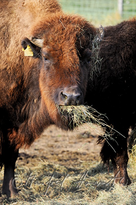buffalo eats hay from the fodder place