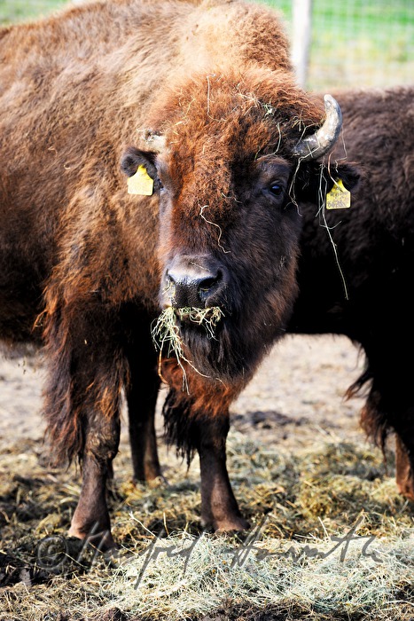 buffalo eats hay from the fodder place