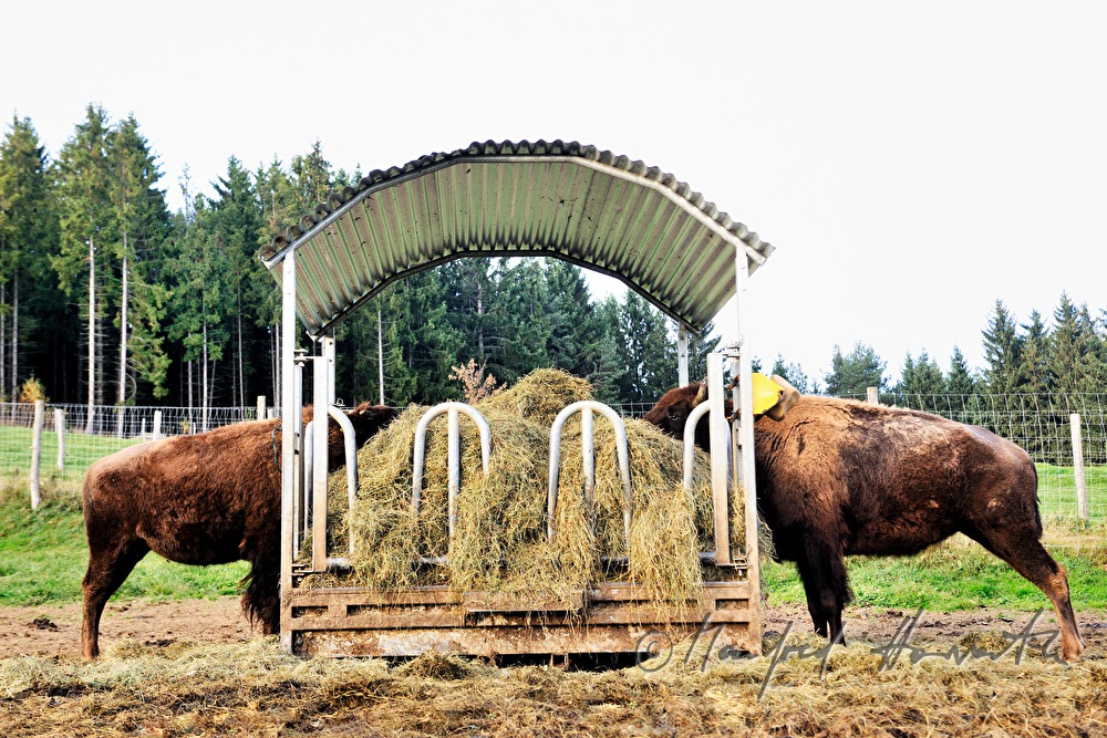 buffalo eats hay from the fodder place