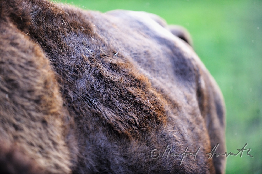 buffalo on the meadow near the forest
