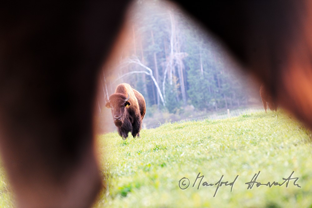 buffalo on the meadow near the forest