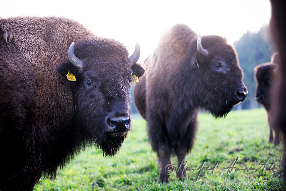 buffalo on the meadow near the forest