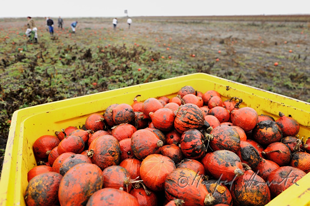 Hokkaido pumpkin harvest in autumn