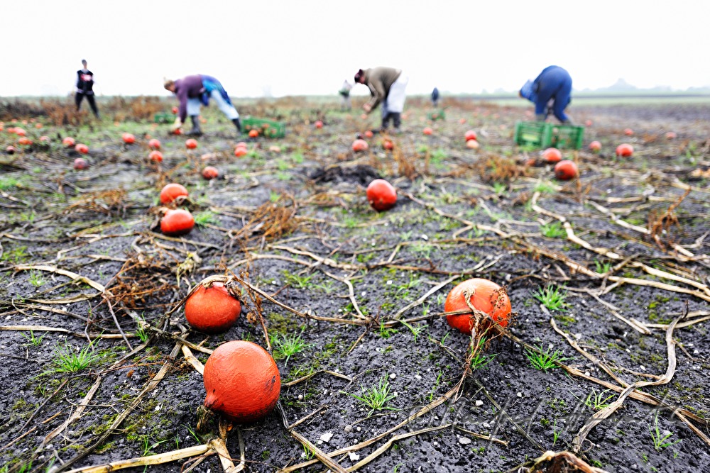 Hokkaido pumpkin harvest in autumn