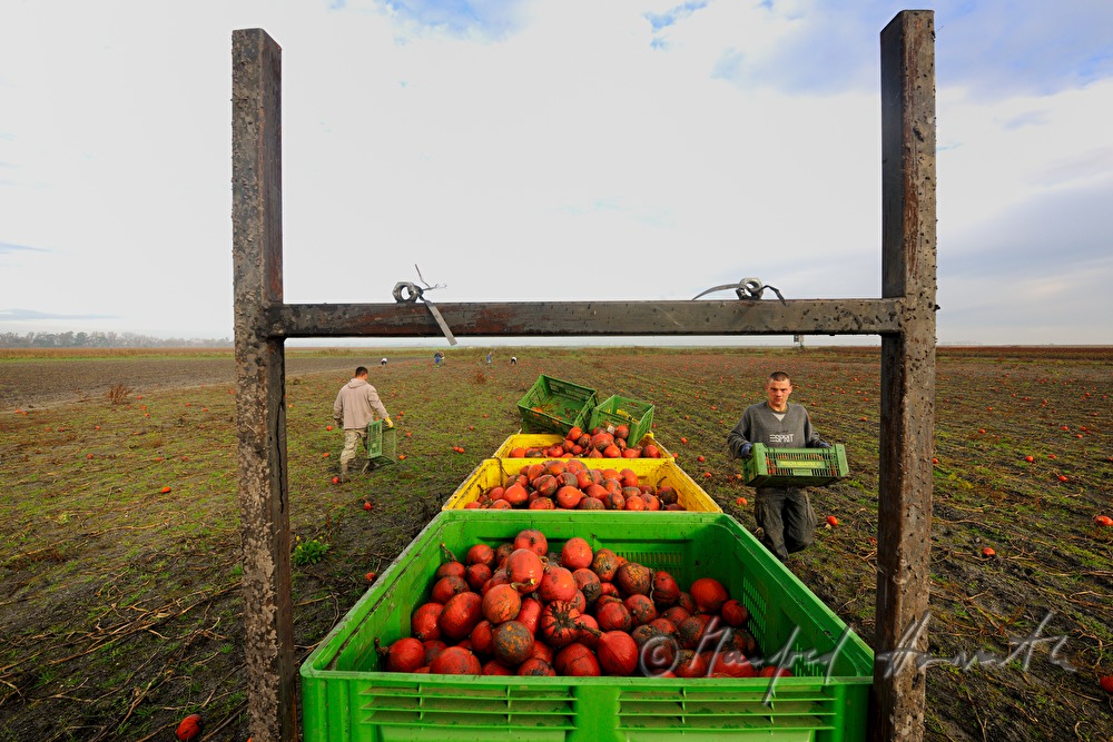 Hokkaido pumpkin harvest in autumn