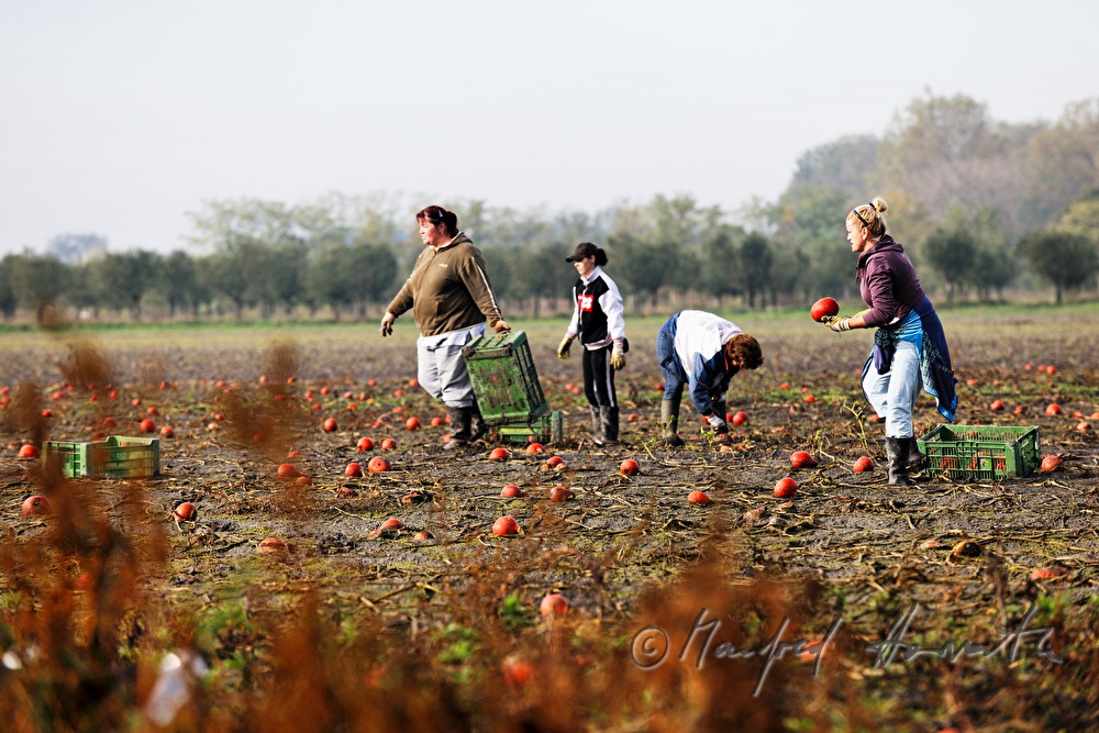 Hokkaido pumpkin harvest in autumn