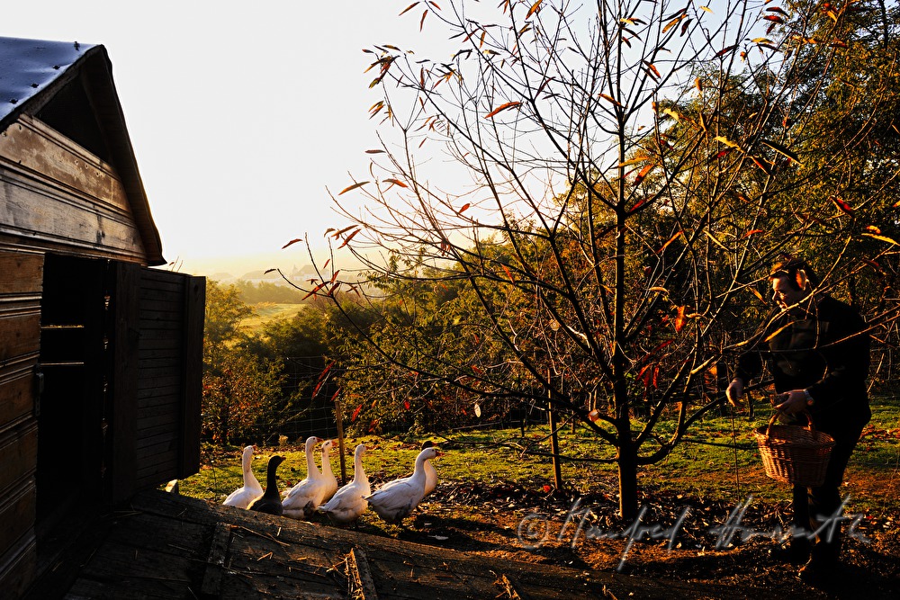 farmer and geese on the southern slopes
