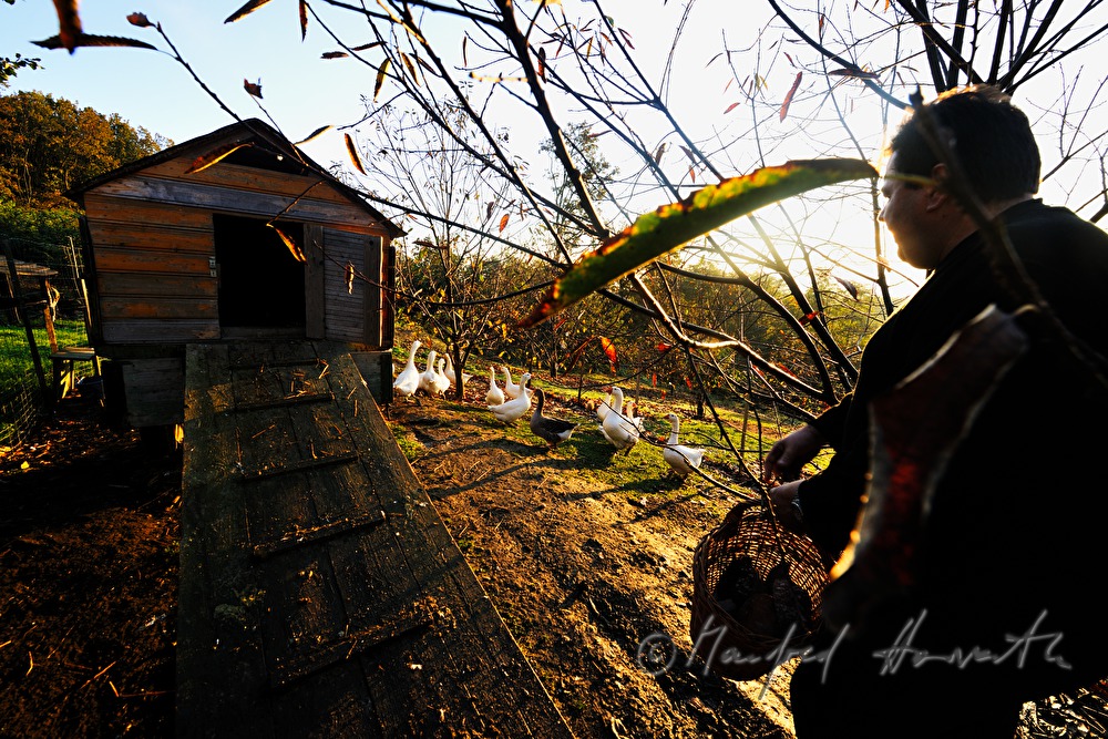 farmer and geese on the southern slopes