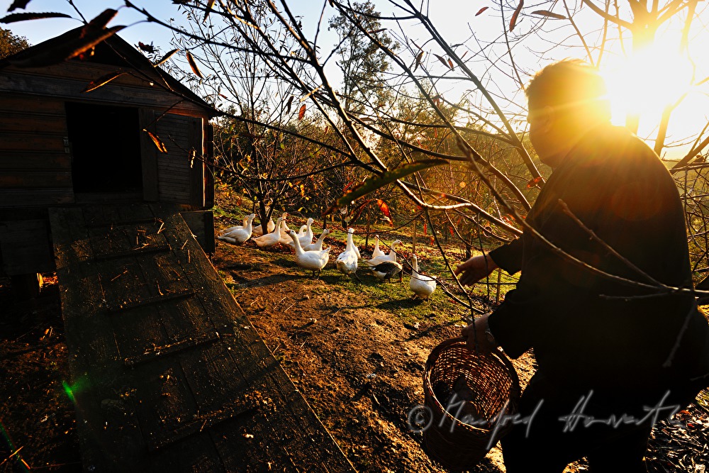 farmer and geese on the southern slopes