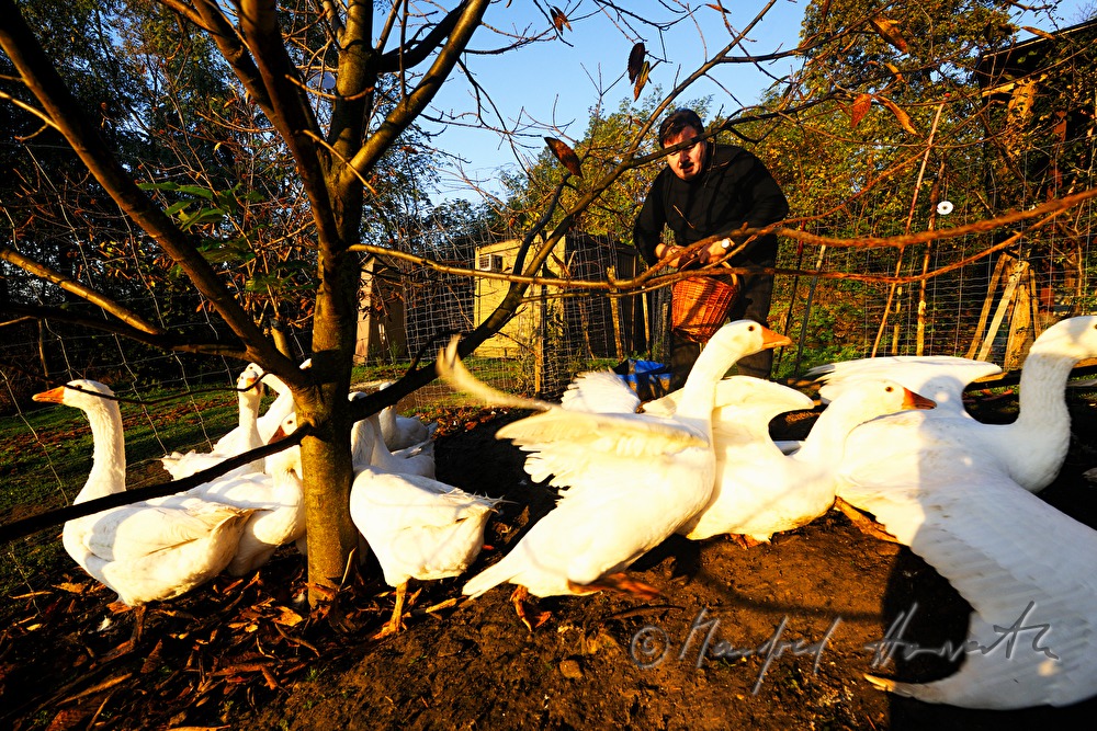 farmer and geese on the southern slopes