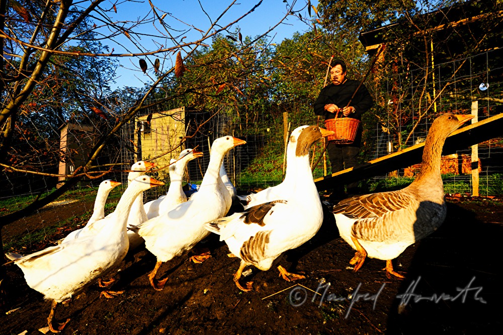farmer and geese on the southern slopes