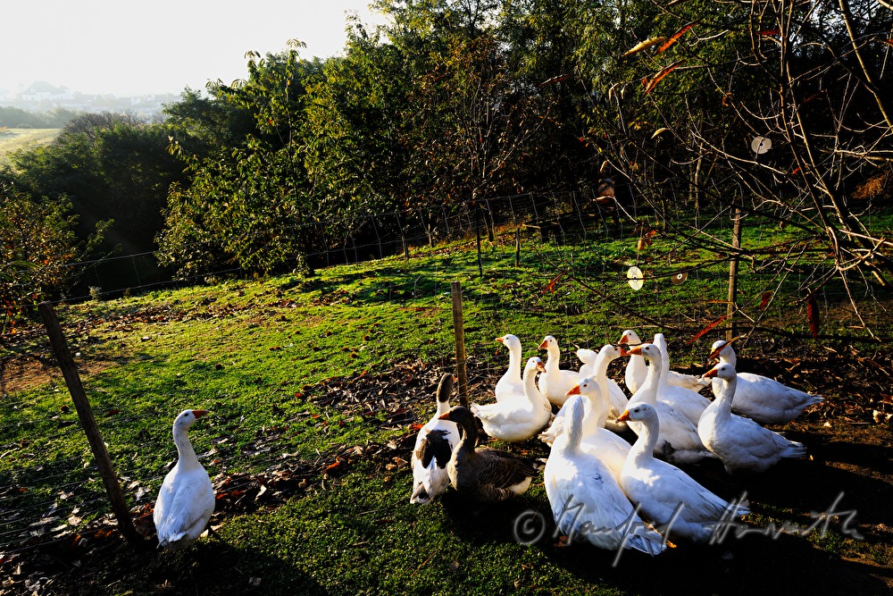 farmer and geese on the southern slopes