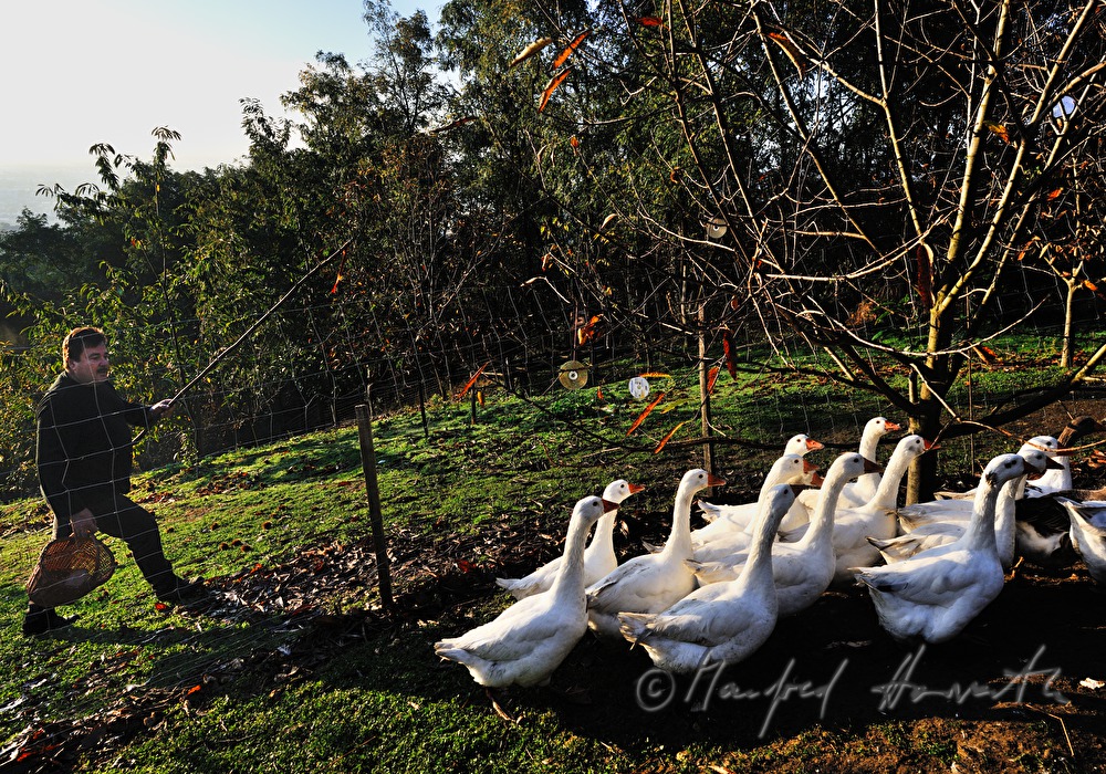 farmer and geese on the southern slopes