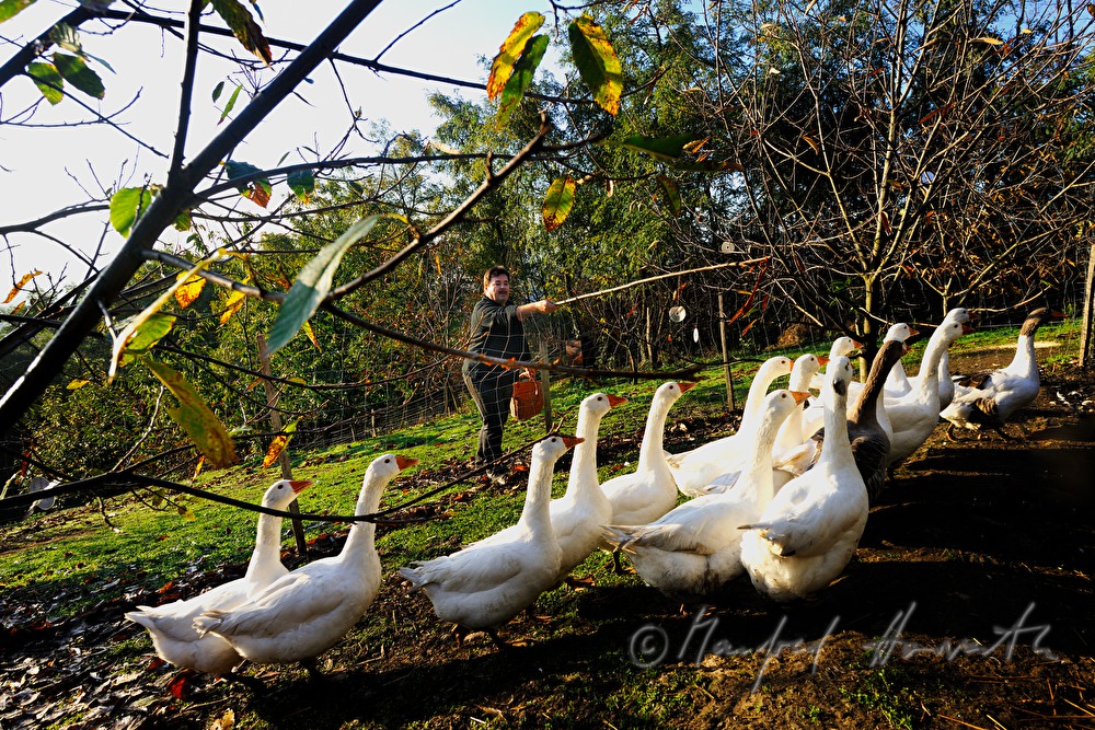 farmer and geese on the southern slopes