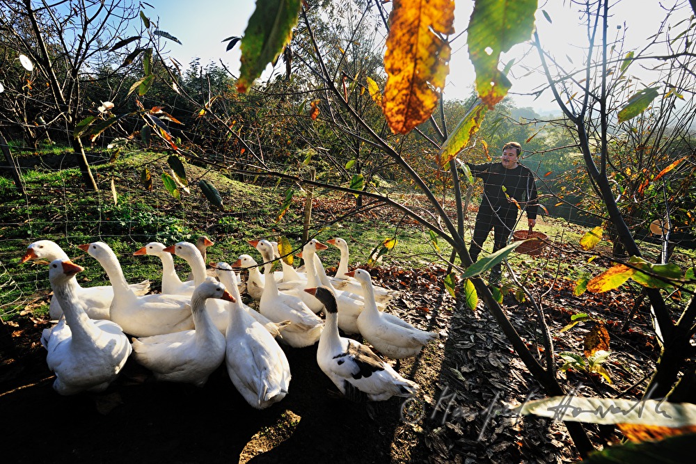 farmer and geese on the southern slopes
