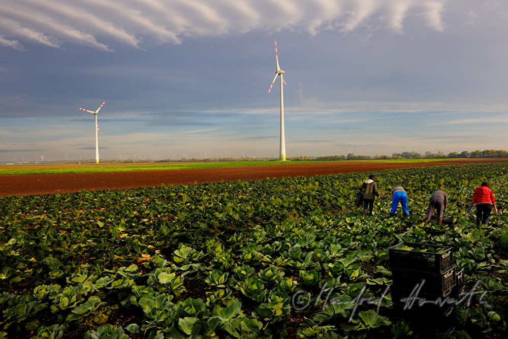 workers in the field at the cabbage harvest