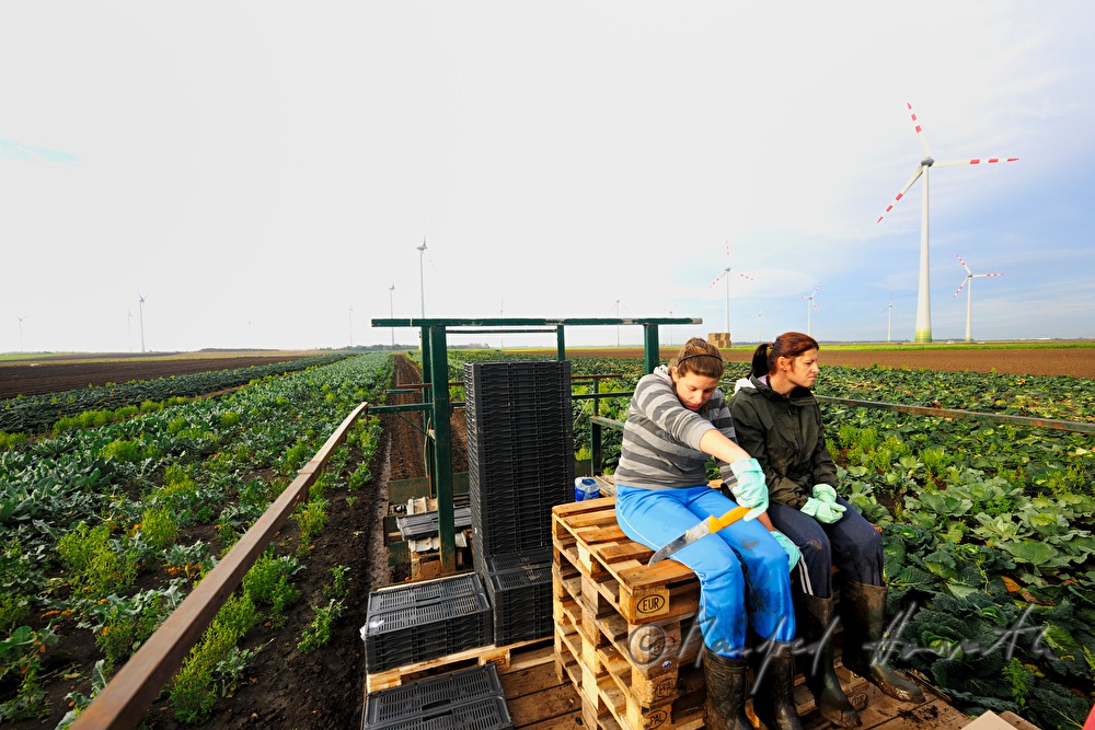 workers with boxes at the cabbage harvest