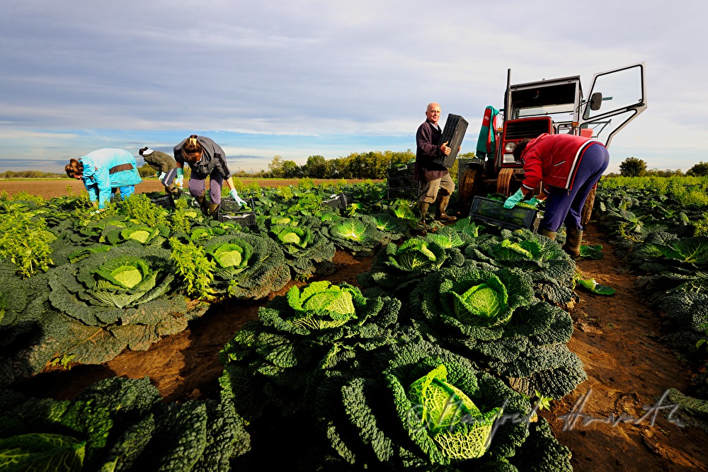 workers in the field at the cabbage harvest