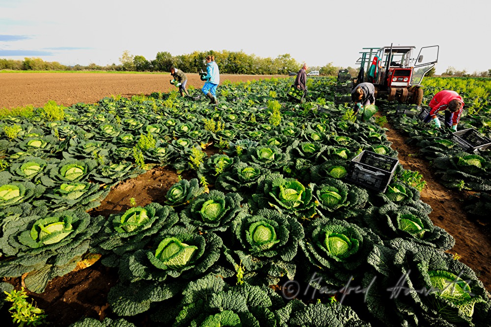 workers in the field at the cabbage harvest
