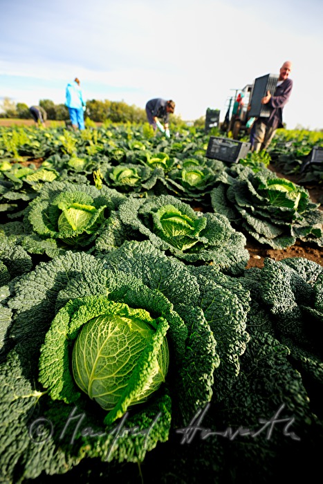 workers in the field at the cabbage harvest
