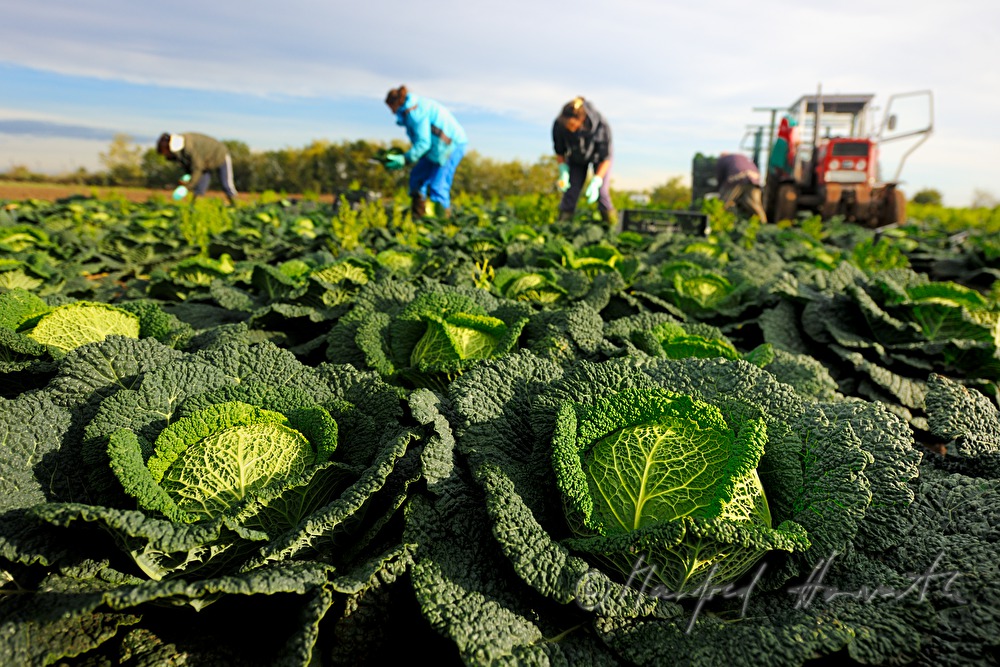 cabbage harvest by hand and engine