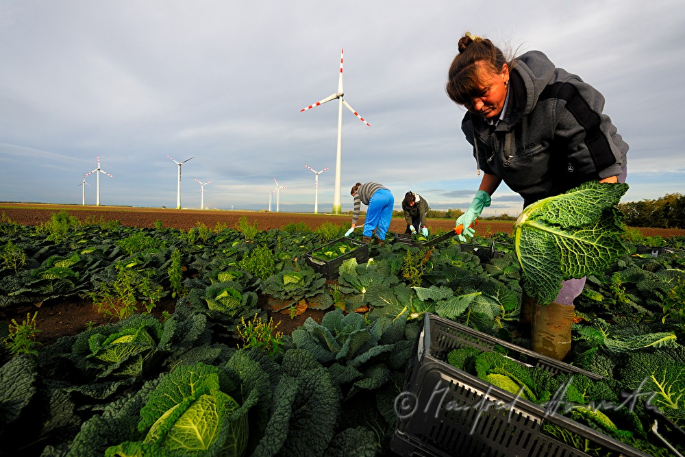 workers with boxes at the cabbage harvest
