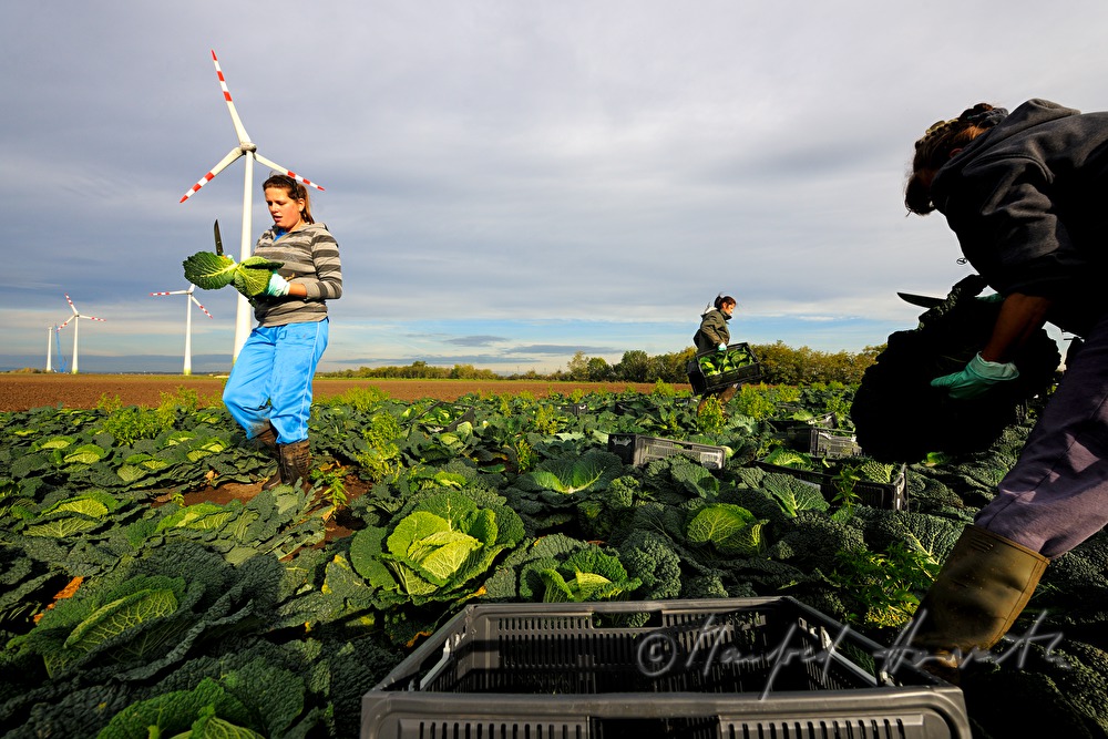 workers with boxes at the cabbage harvest