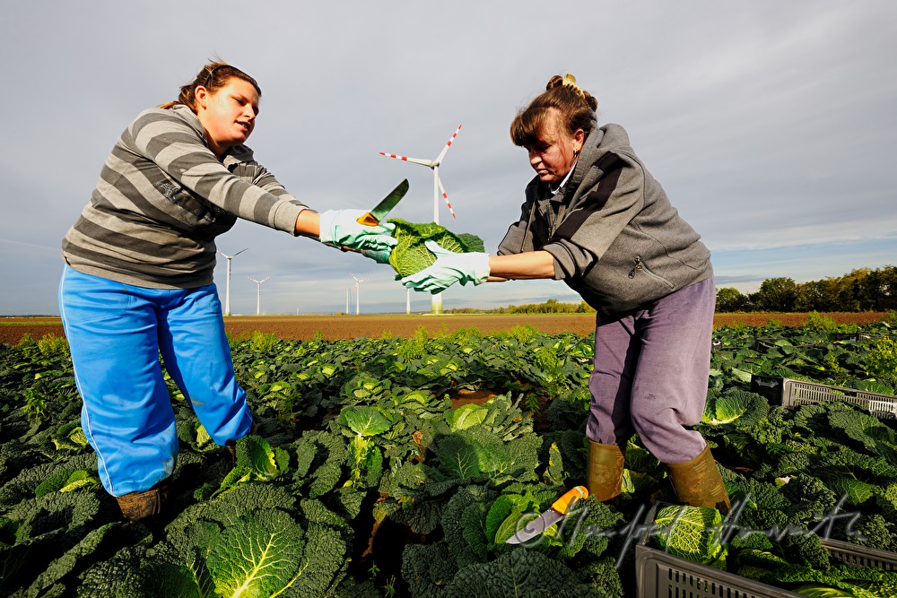workers with boxes at the cabbage harvest
