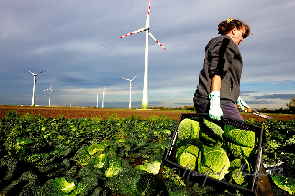 workers with boxes at the cabbage harvest