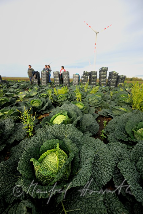 cabbage harvest by hand and engine