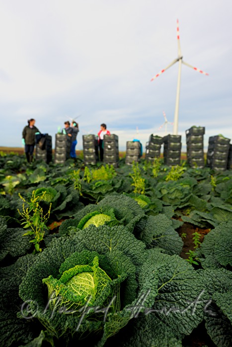 workers with boxes at the cabbage harvest