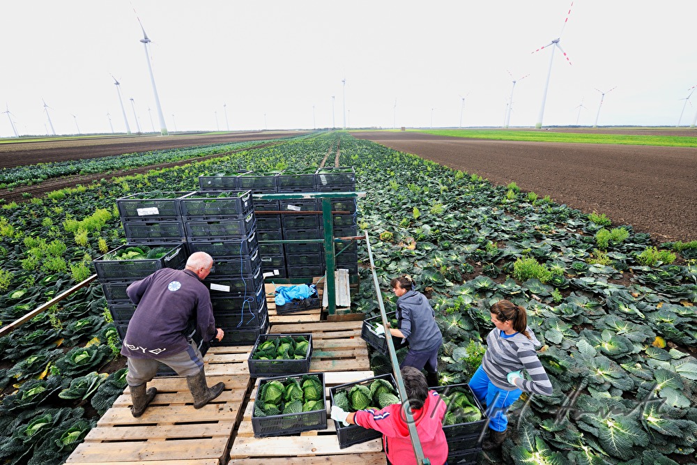 workers with boxes at the cabbage harvest