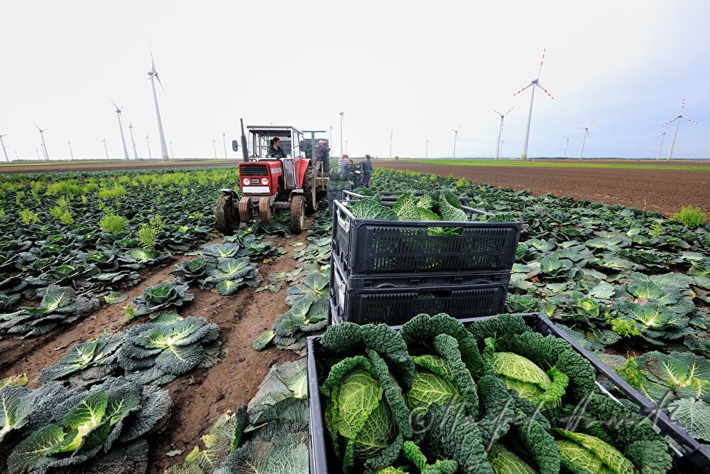 cabbage harvest by hand and engine