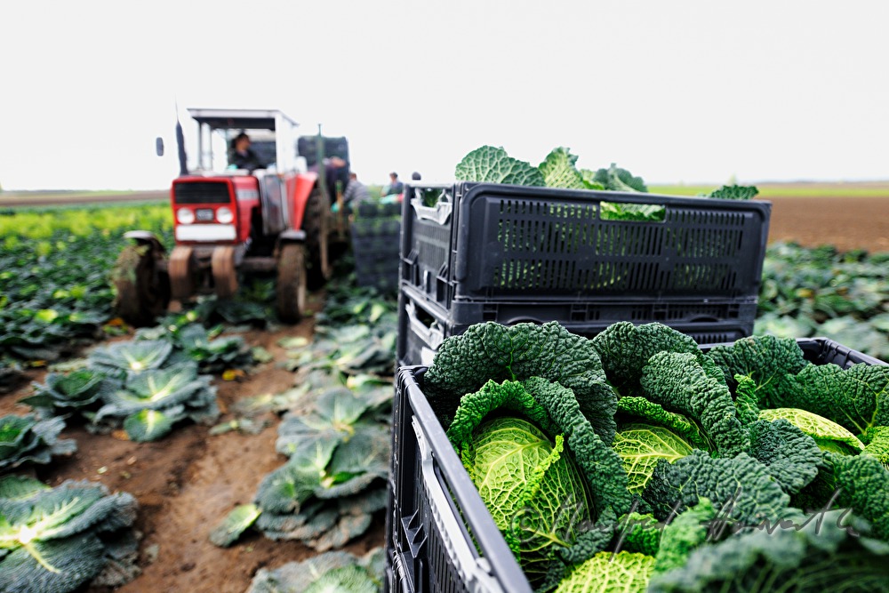 cabbage harvest by hand and engine