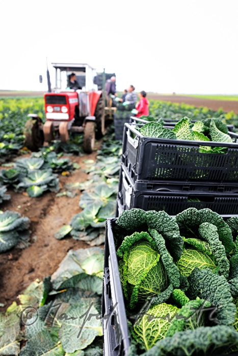 cabbage harvest by hand and engine