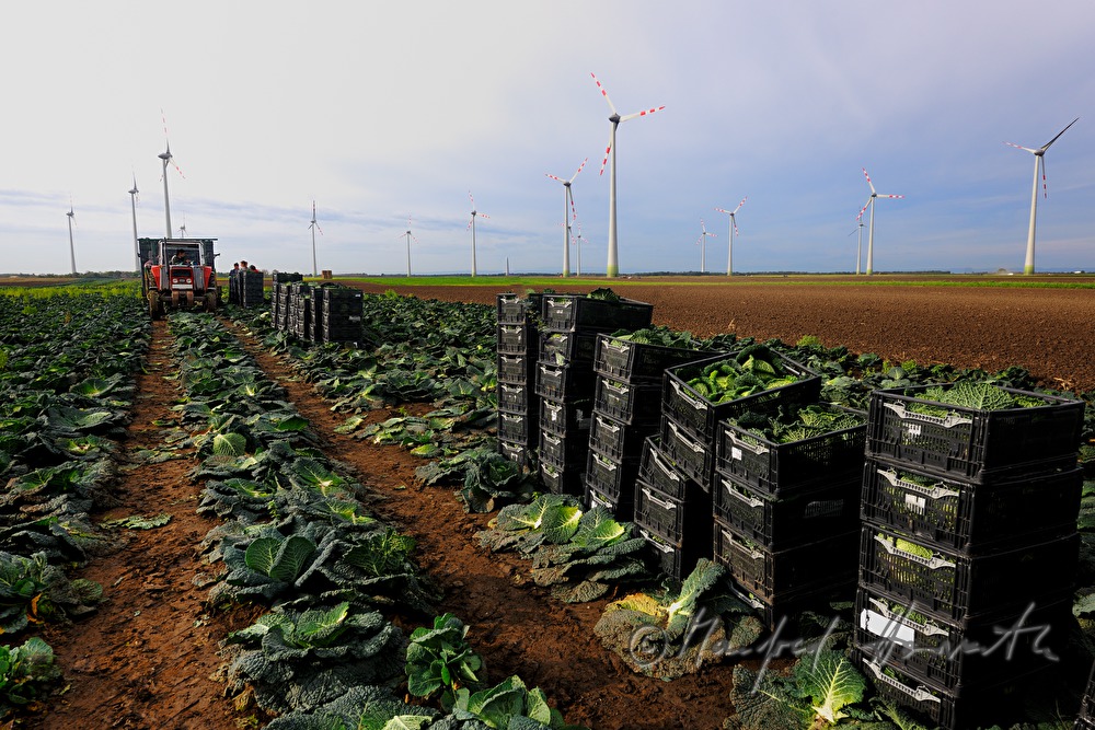 cabbage harvest by hand and engine