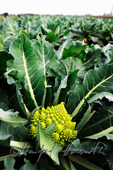 Romanesco  Cauliflower in the field