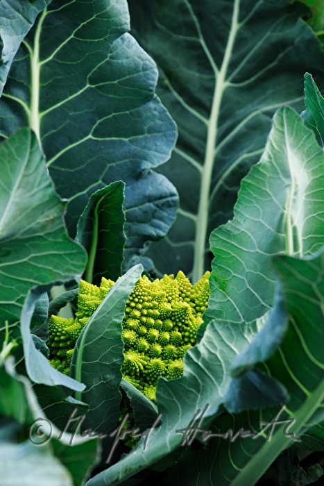Romanesco  Cauliflower in the field