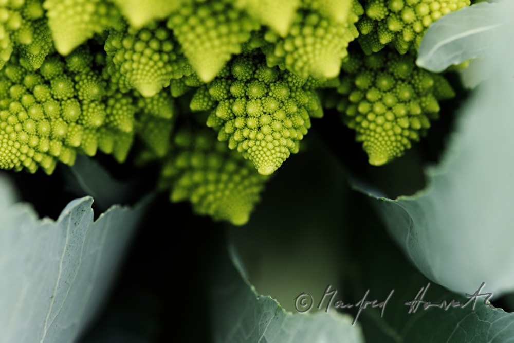 Romanesco  Cauliflower in the field