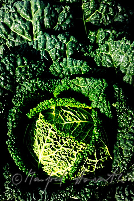 detail of cabbage in the fields